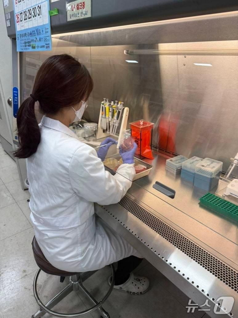 본문 이미지 - 항생제 내성균 감염증&#40;충북보건환경연구원 제공. 재판매 및 DB금지&#41;