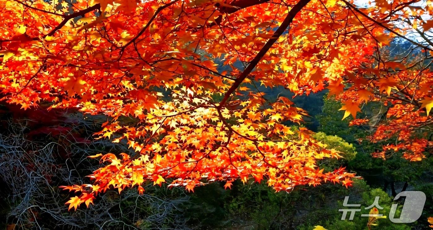 절기상 첫눈이 내린다는 소설&#40;小雪&#41;인 22일 전북 전주시 건지산 단풍이 절정을 이루고 있다.&#40;독자 제공. 재판매 및 DB금지&#41;/뉴스1 