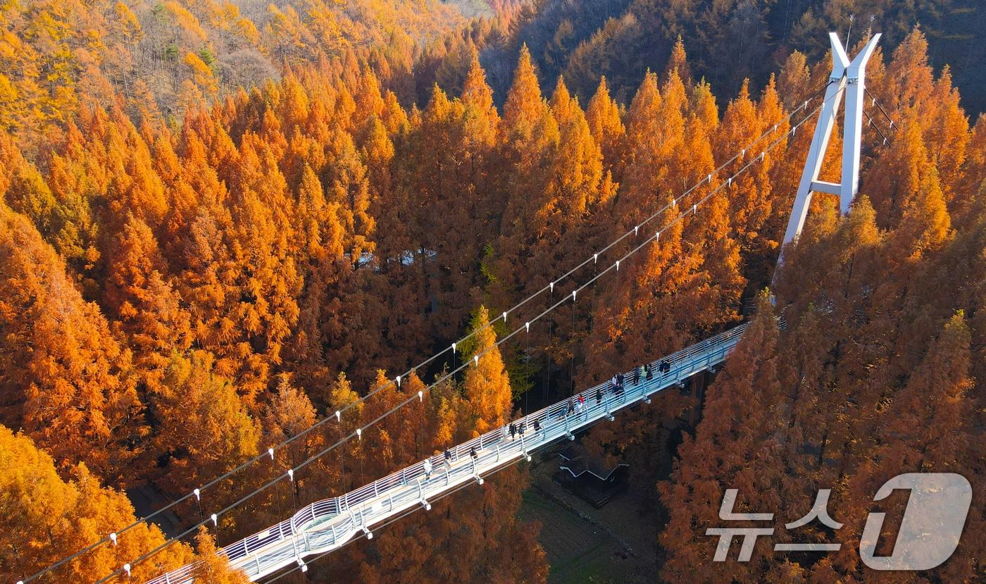 본문 이미지 - 22일 오후 대전 서구 장태산자연휴양림에서 메타세쿼이아가 늦가을에 맞춰 물들어가고 있다. 2025.11.22 ⓒ 뉴스1 김기태 기자