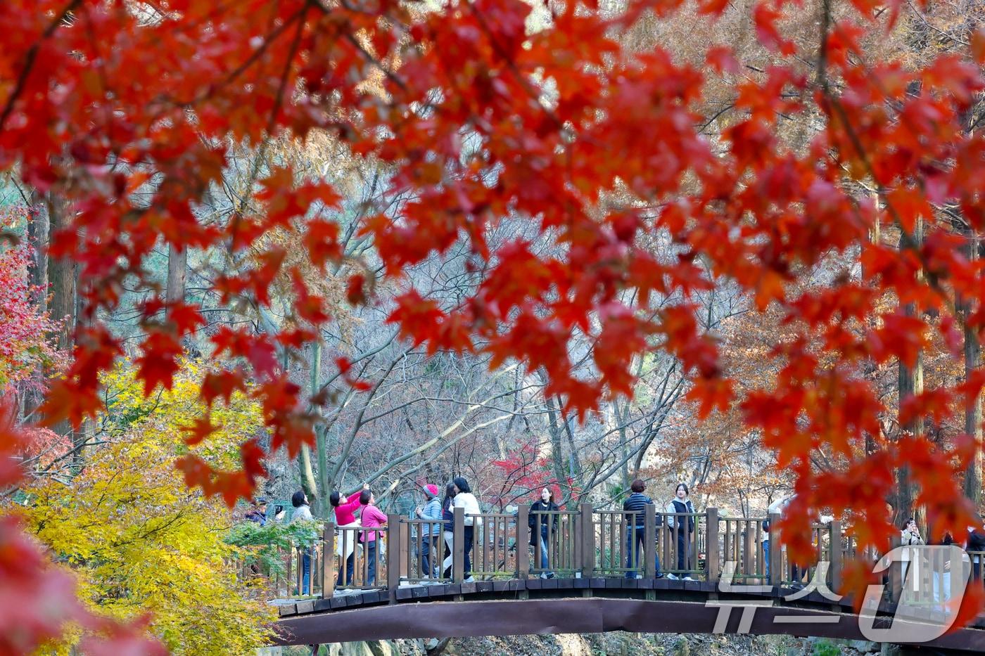 22일 오후 대전 서구 장태산자연휴양림을 찾은 나들이객들이 깊어가는 가을의 정취를 즐기고 있다. 2025.11.22/뉴스1 ⓒ News1 김기태 기자
