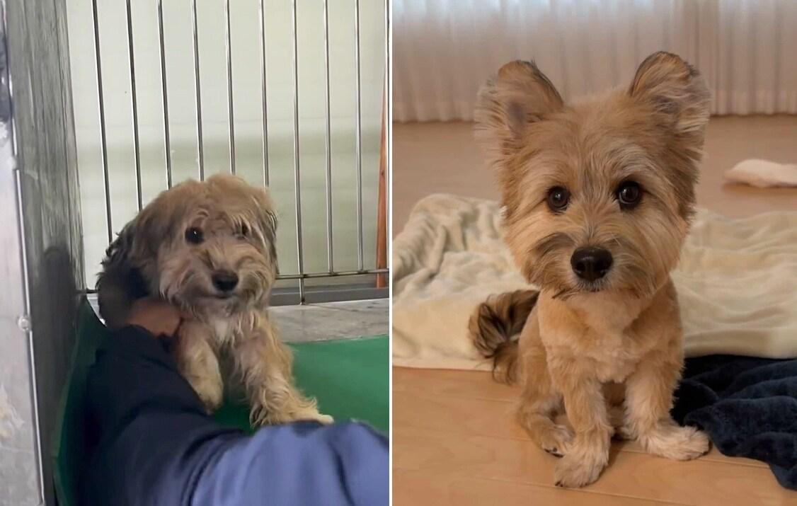 본문 이미지 - 보령 보호소에서 금돌이를 처음 만난 날과 최근 금돌이 모습(인스타그램 gold.dol 제공) ⓒ 뉴스1