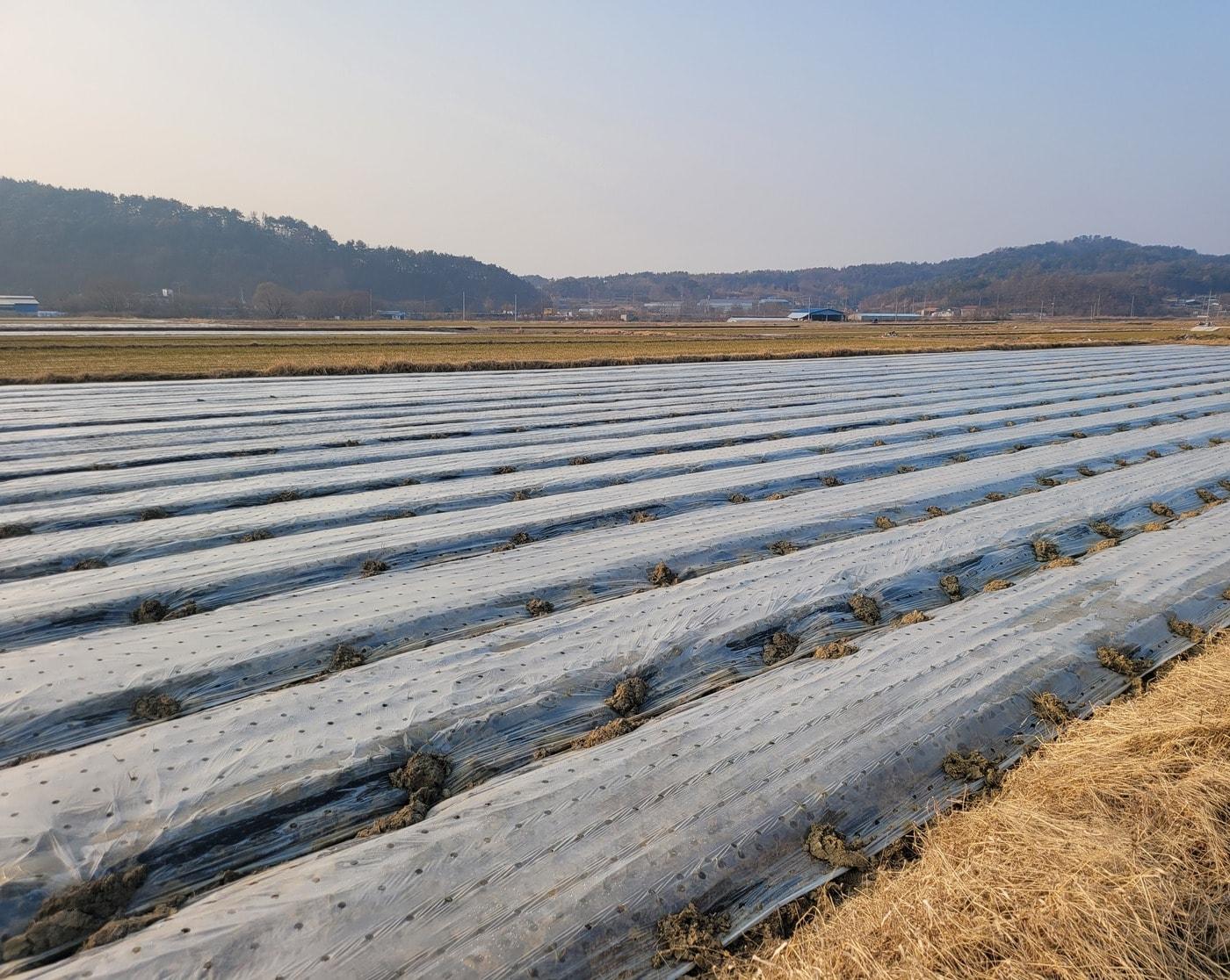 본문 이미지 - 월동기 마늘에 피복 필름을 덮어준 모습. (농촌진흥청 제공) 2025.11.23 /뉴스1