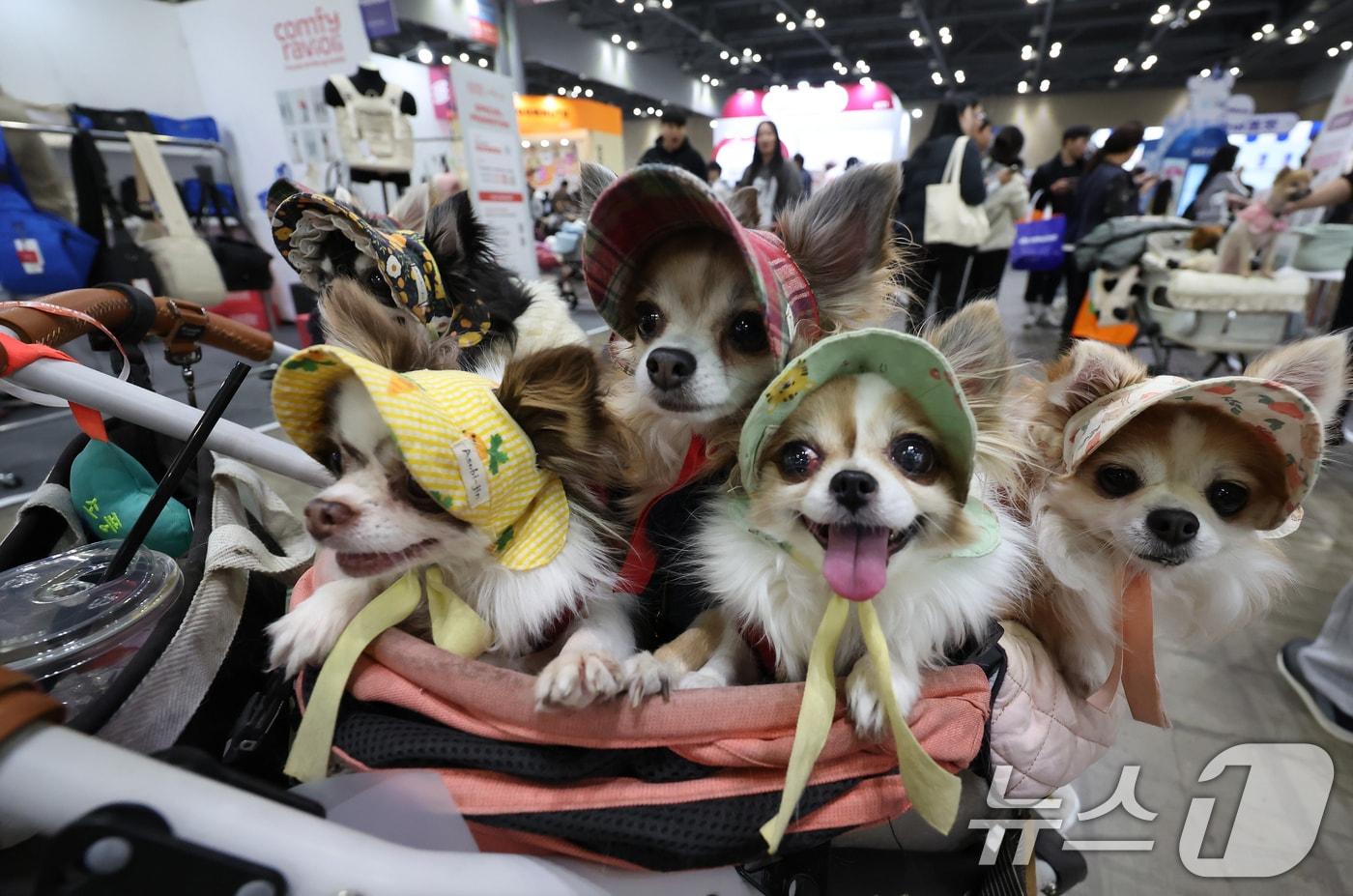 23일 경기 고양시 킨텍스에서 진행중인 '2025 메가주 일산'을 찾은 반려견들이 견주와 함께 행사장을 둘러보고 있다. 2025.11.23/뉴스1 ⓒ News1 장수영 기자