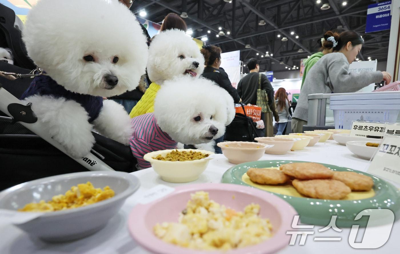 본문 이미지 - 지난해 11월 23일 경기 고양시 킨텍스에서 진행중인 '2025 메가주 일산'을 찾은 반려견들이 간식을 바라보고 있다.ⓒ 뉴스1 장수영 기자