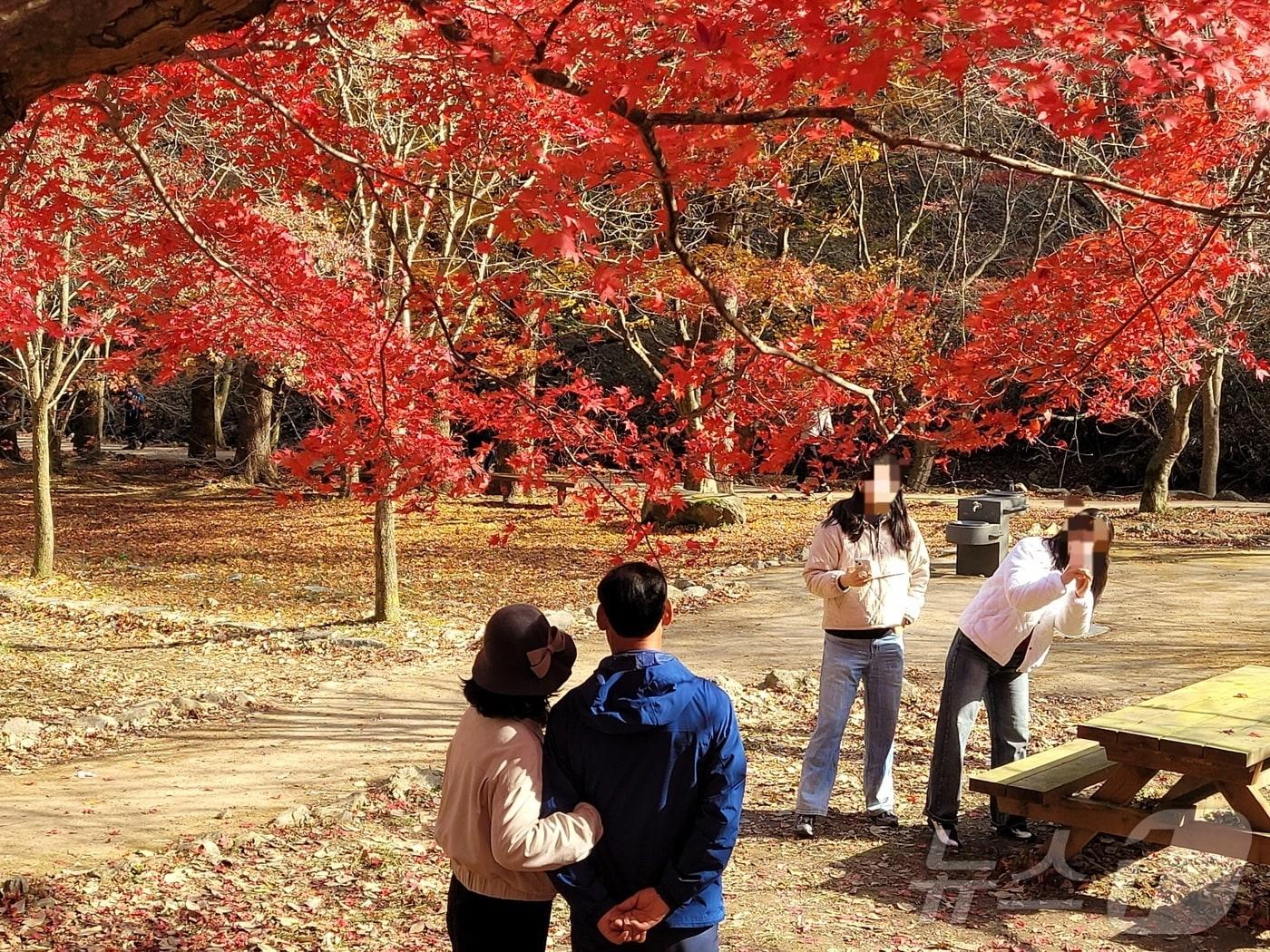 본문 이미지 - 23일 오전 9시께 전북 정읍시 내장산 일대 산책로에서 한 가족이 가족 사진을 찍고 있다. 2025.11.23/뉴스1 문채연 기자 ⓒ News1 문채연 기자