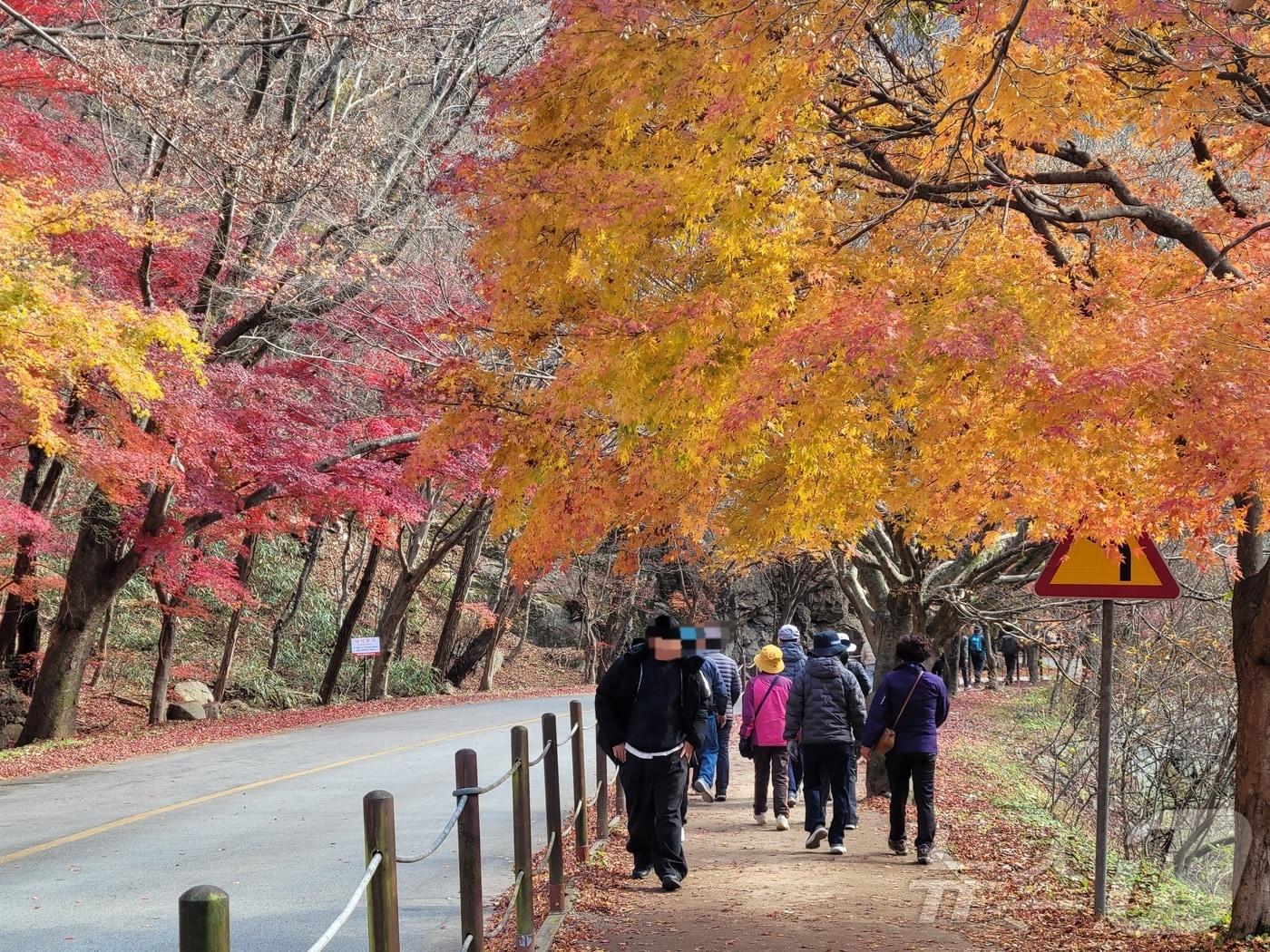 본문 이미지 - 23일 오전 9시께 전북 정읍시 내장산 일대에 나들이객들이 산책로를 걷고 있다. 2025.11.23/뉴스1 문채연 기자 