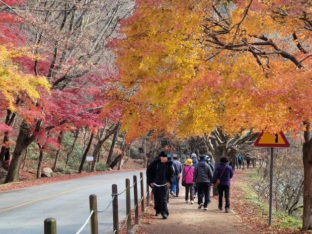 본문 이미지 - 전북 정읍시 내장산 일대에 나들이객들이 산책로를 걷고 있다. 2025.11.23/뉴스1 ⓒ News1 문채연 기자