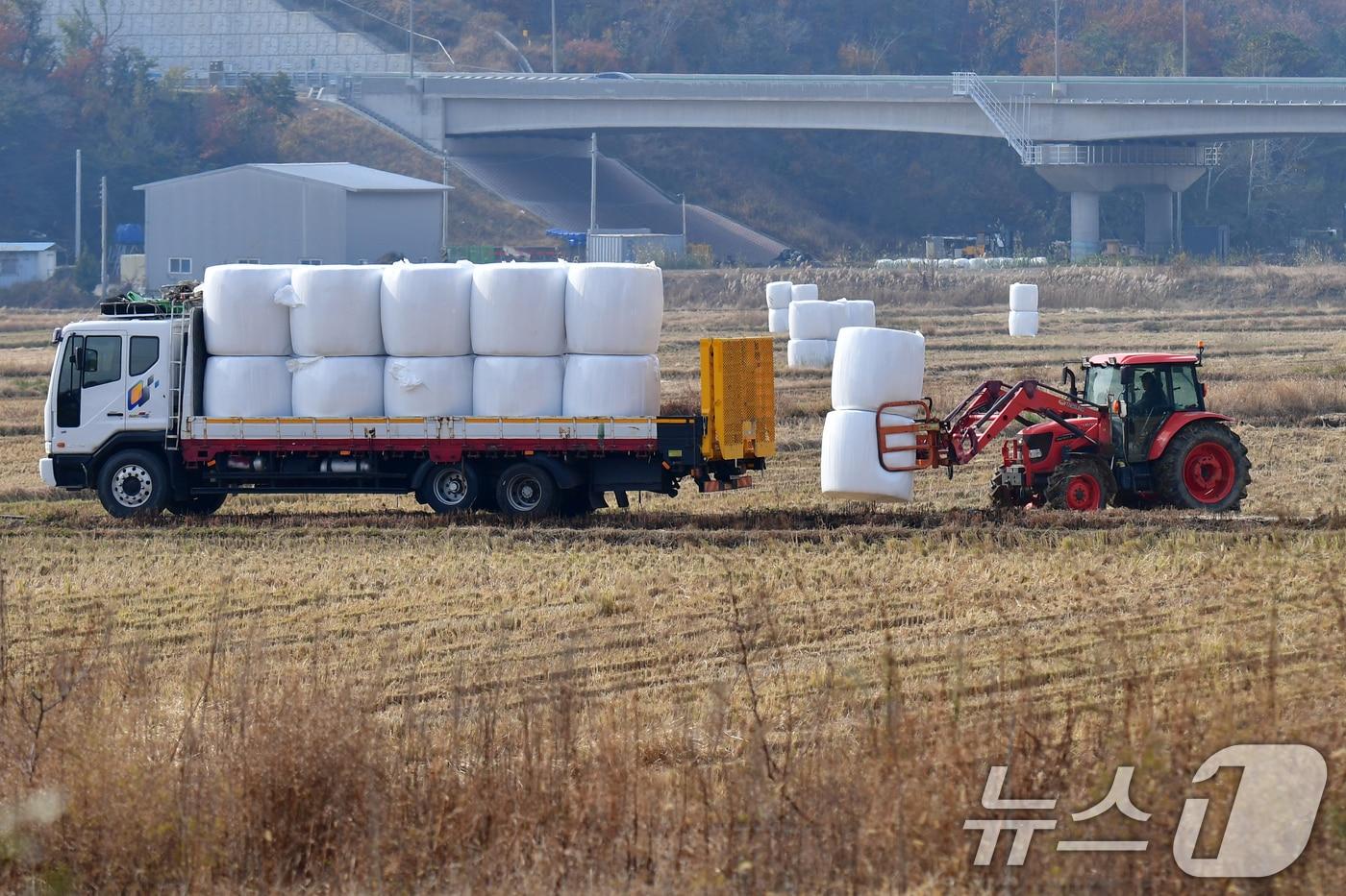 23일 추수가 끝난 경북 포항시 북구 흥해읍 들녘에서 곤포사일리지 작업이 한창이다. 곤포사일리지는 겨울 동안 소들이 먹을 작물을 저장해 놓은 것이다.2025.11.23/뉴스1 ⓒ News1 최창호 기자