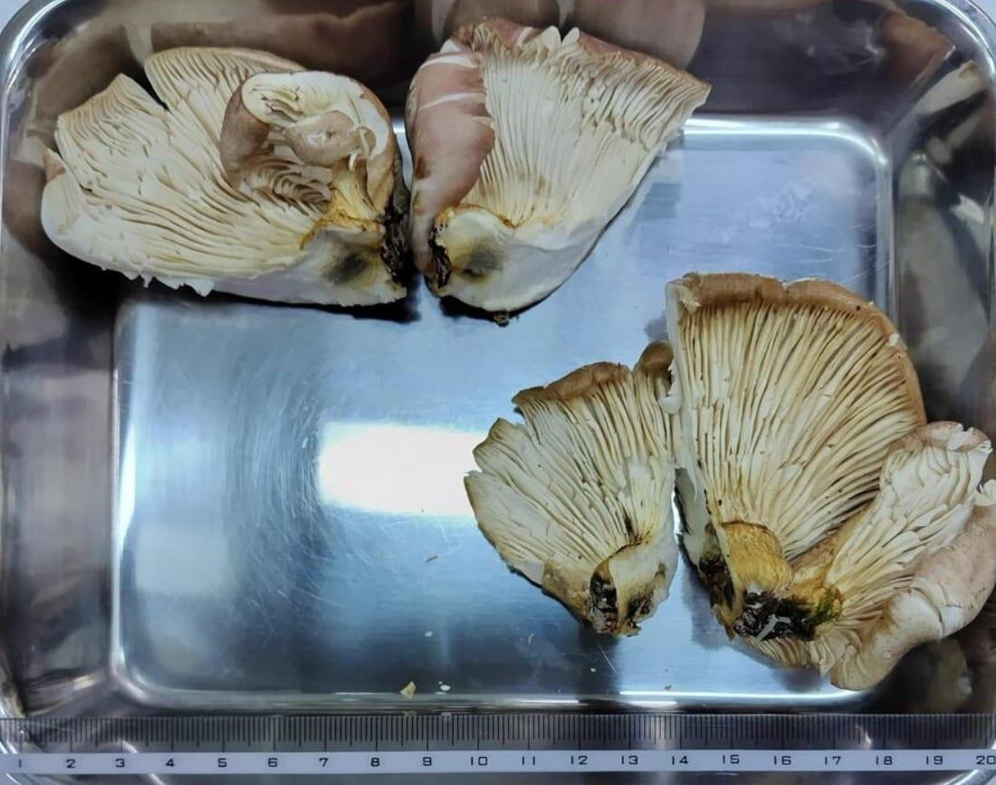 본문 이미지 - 일본인 남성이 먹은 '달빛버섯'. (MBS 뉴스)