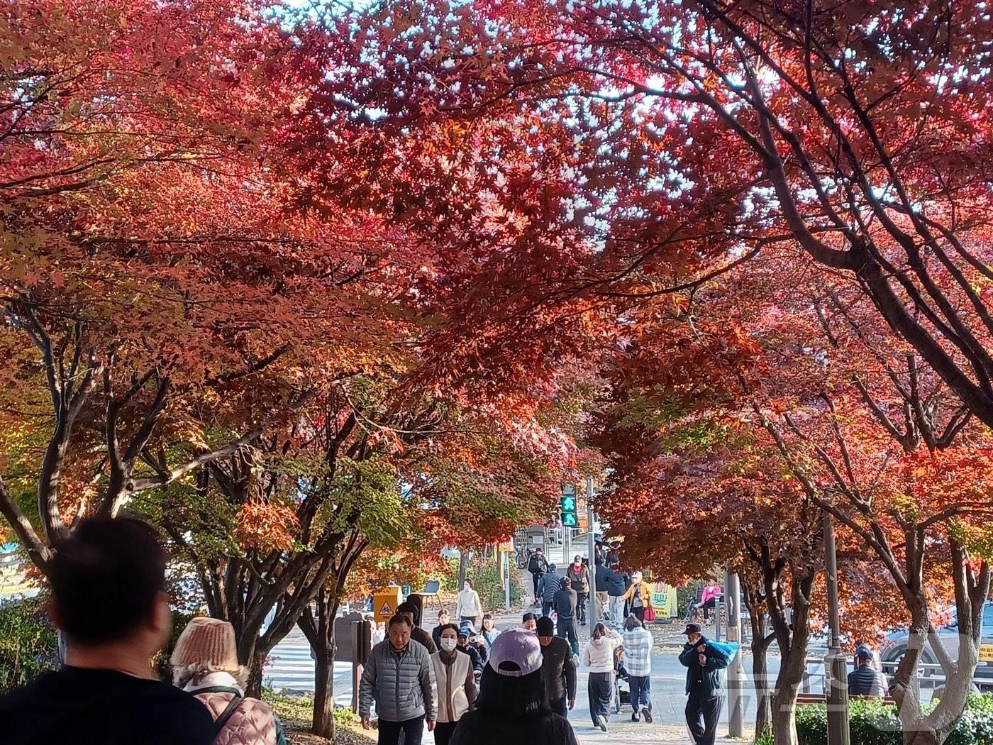 본문 이미지 - 낮기온이 16도까지 오르며 비교적 포근한 날씨를 보인 23일 광주 동구 푸른길을 찾은 시민들이 붉게 물든 청단풍길을 걷고 있다. 2025.11.23/뉴스1 ⓒ News1 박영래 기자