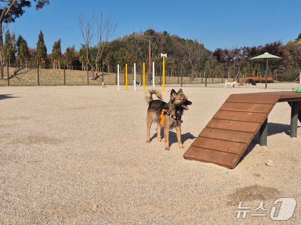 본문 이미지 - 홍성군 은하면 대천리에 조성된 반려동물 놀이터 모습.  &#40;홍성군 제공, 재판매 및 DB금지&#41; / 뉴스1 