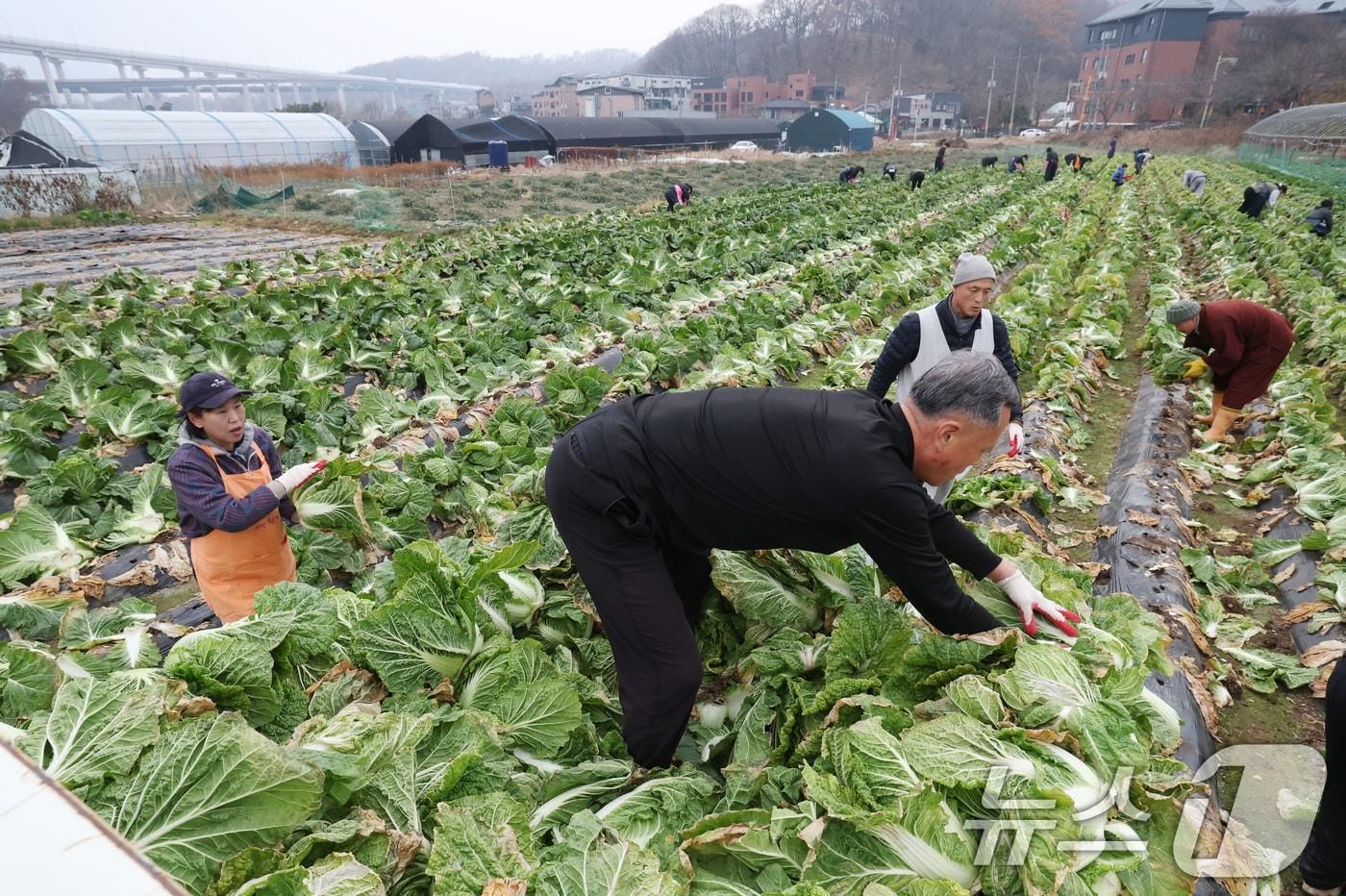경기 의왕시 청계사 인근의 한 배추밭에서 신도들과 자원봉사자들이 김장용 배추를 수확하고 있다. 2025.11.24/뉴스1 ⓒ News1 김영운 기자