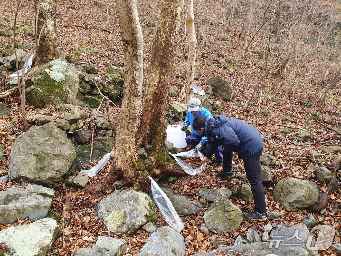 본문 이미지 - 함양국유림관리소의 고로쇠 수액 현장 점검&#40;함양국유관리소 제공. 재판매 및 DB금지&#41;.