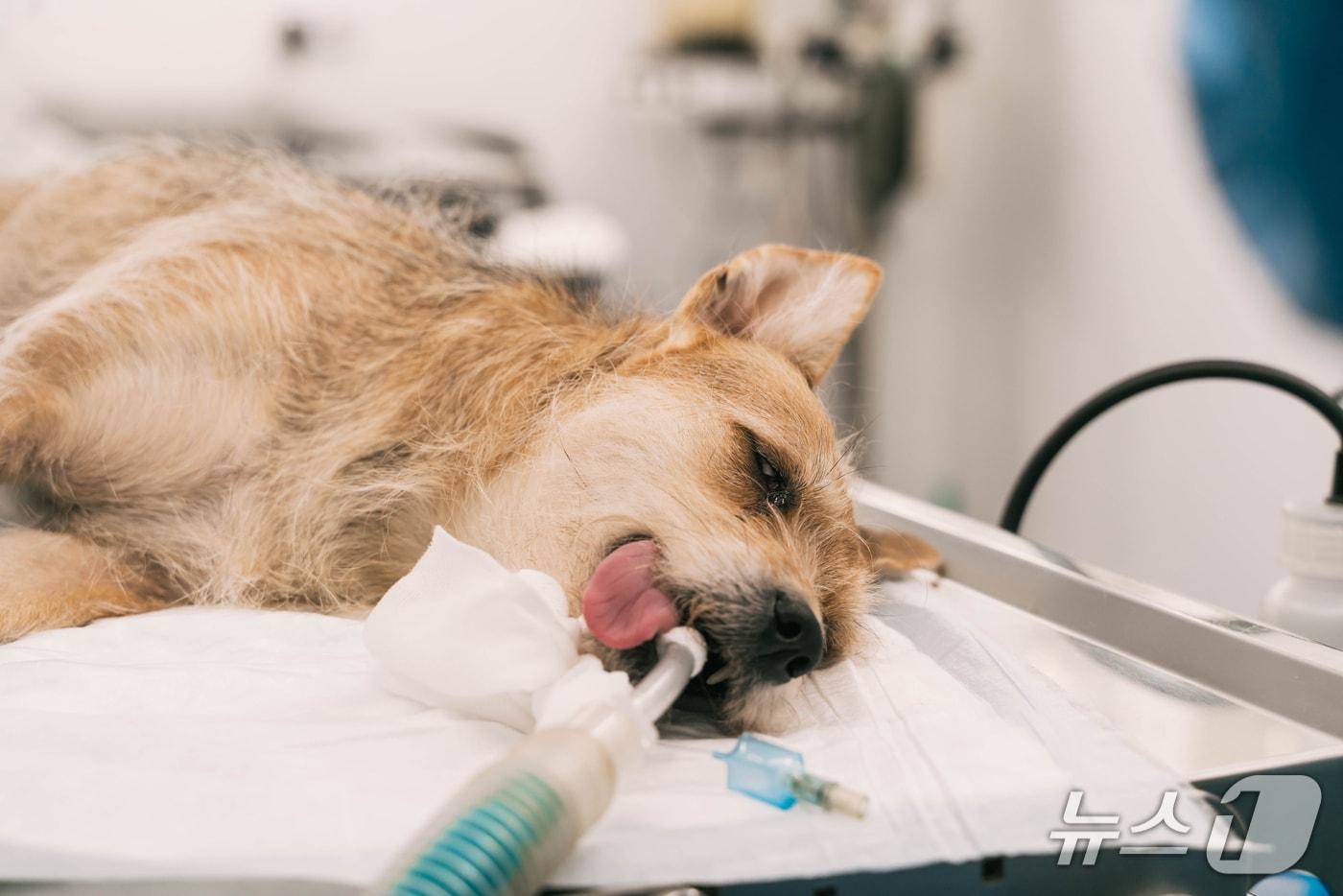동물병원에서 치료 받는 강아지(사진 클립아트코리아) ⓒ 뉴스1