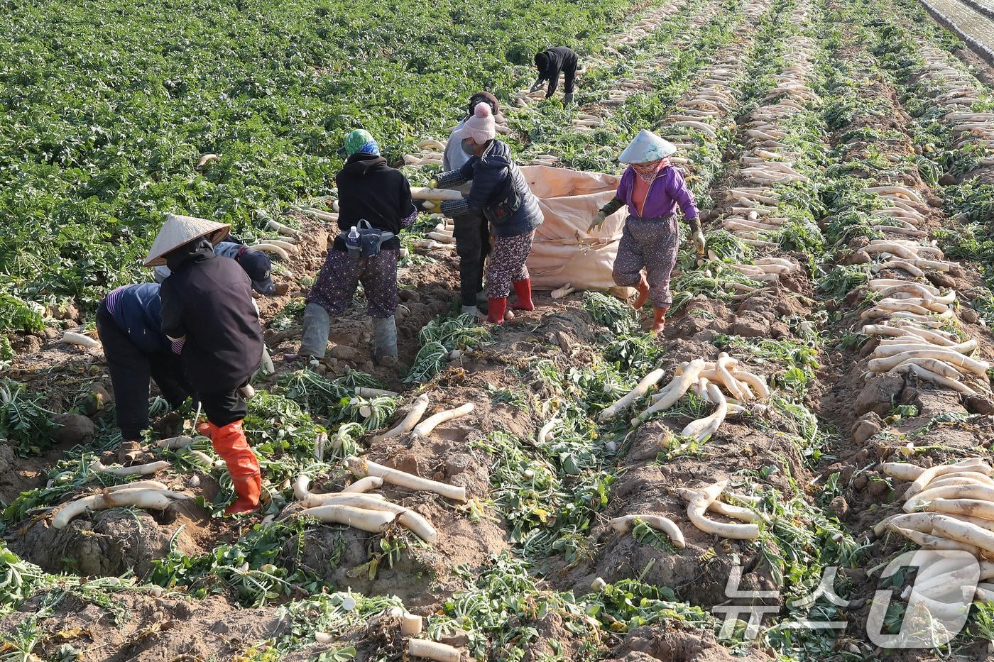 외국인 계절근로자 단무지용 무 수확 모습 &#40;자료사진&#41; /뉴스1 ⓒ News1 공정식 기자