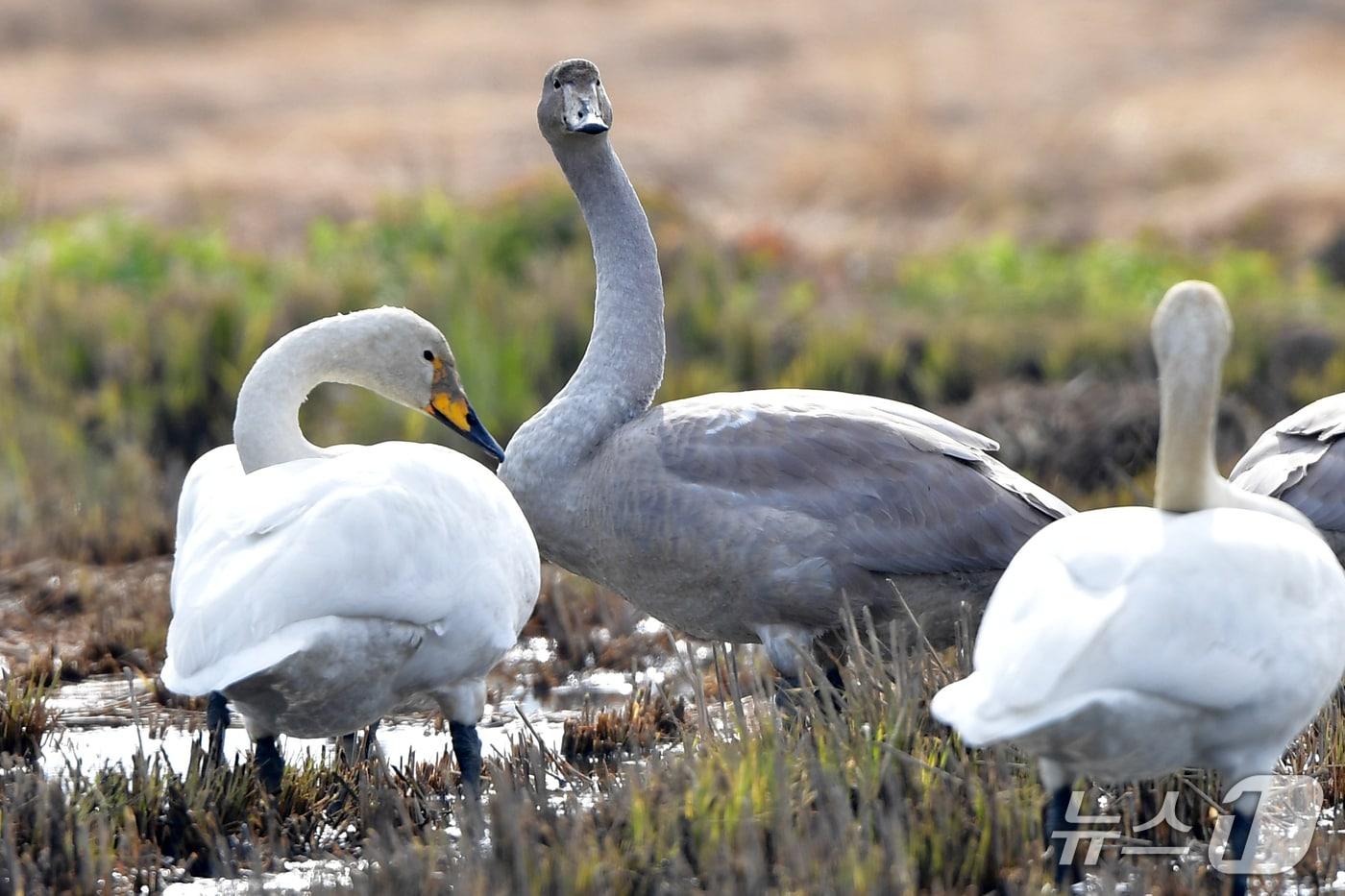 큰고니 성조(흰색)와 회갈색의큰고니 아성조.2025.11.24/뉴스1 최창호 기자 