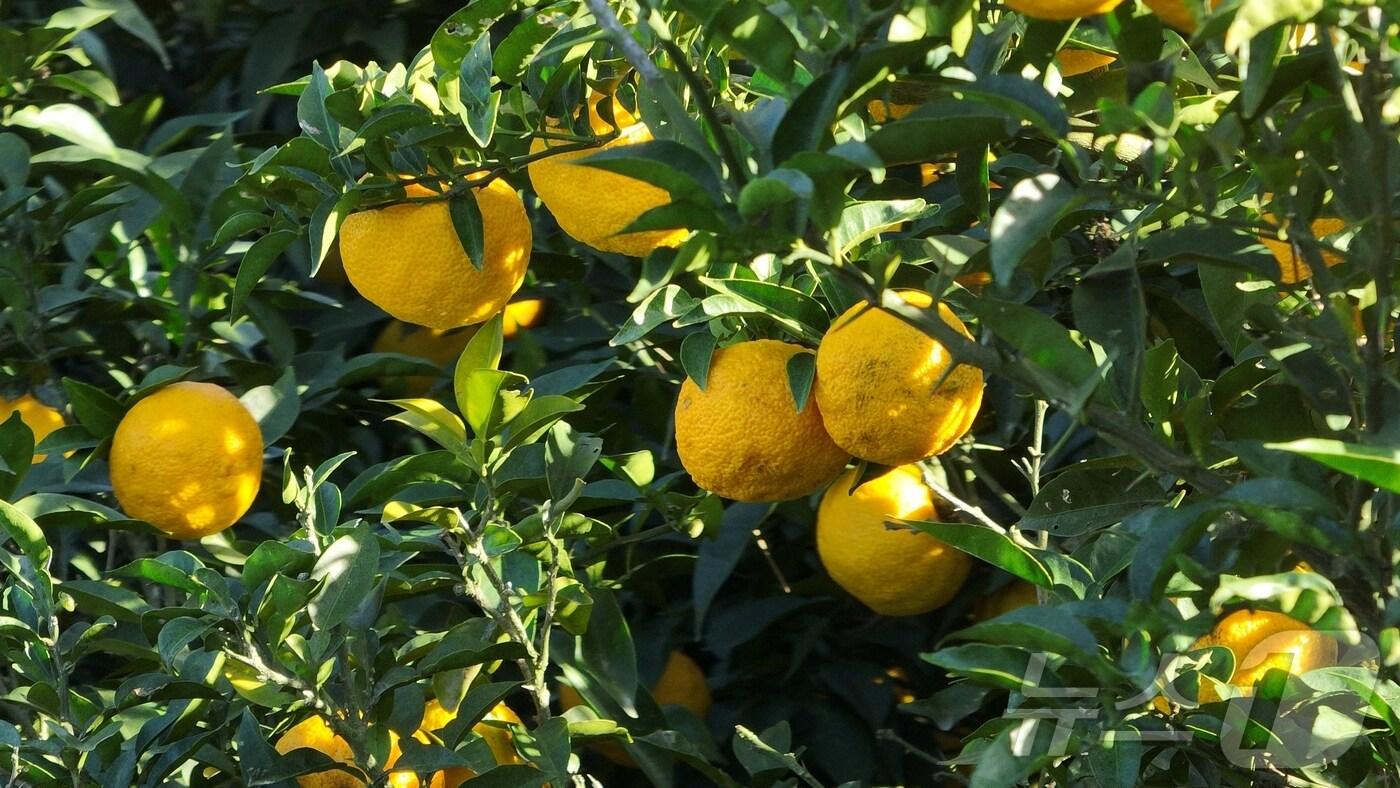 본문 이미지 - 완도 유자 (완도군 제공. 재판매 및 DB금지) /뉴스1 