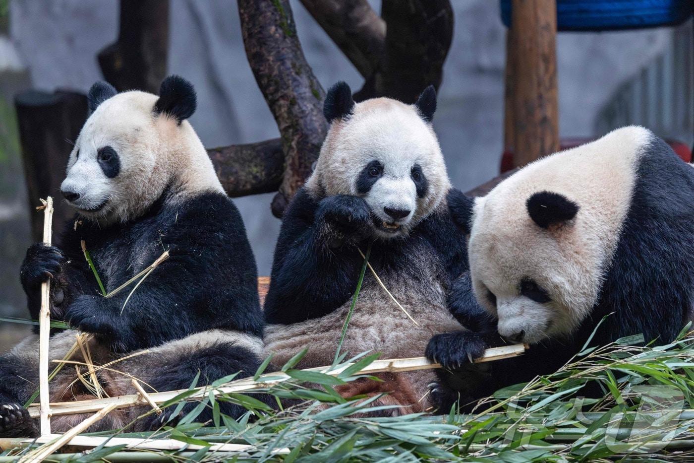 본문 이미지 - 자이언트 팬더 유아이, 치산메이, 량웨가 지난 23일(현지시간) 중국 남서부 충칭의 충칭 동물원에서 식사를 하고 있다. 2025.11.23. ⓒ AFP=뉴스1 (자료사진)