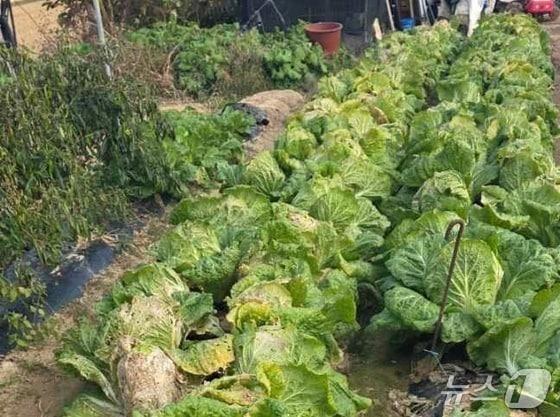 본문 이미지 -  음성군 대소면 화학물질 누출로 피해를 본 배추밭.&#40;자료사진&#41;/뉴스1