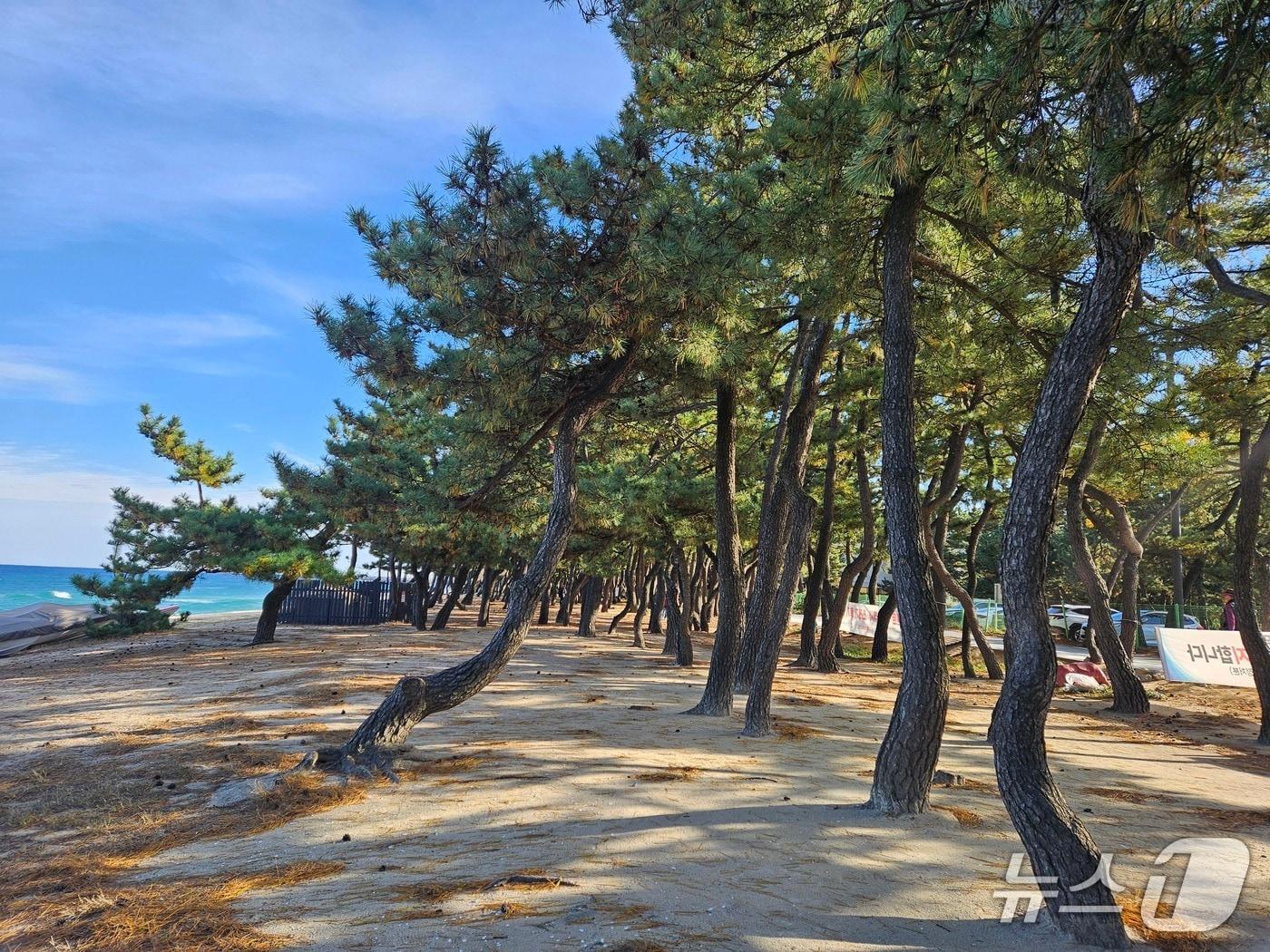 본문 이미지 - 송림길 조성예정지.&#40;강릉시 제공, 재판매 및 DB 금지&#41; 2025.11.25/뉴스1