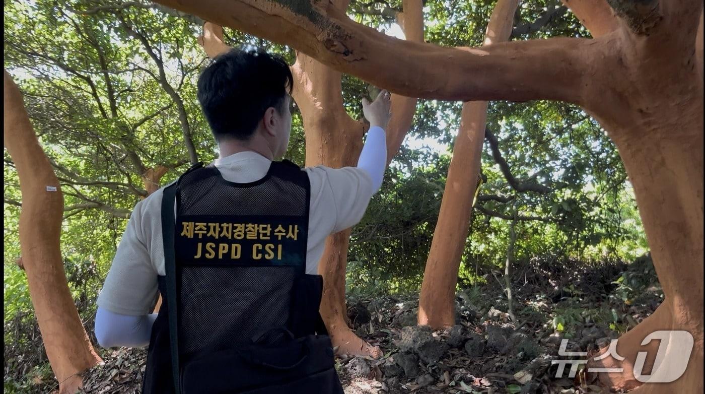 무단 박피 피해를 입은 제주 후박나무.(제주특별자치도 자치경찰단 제공, 재판매 및 DB 금지)