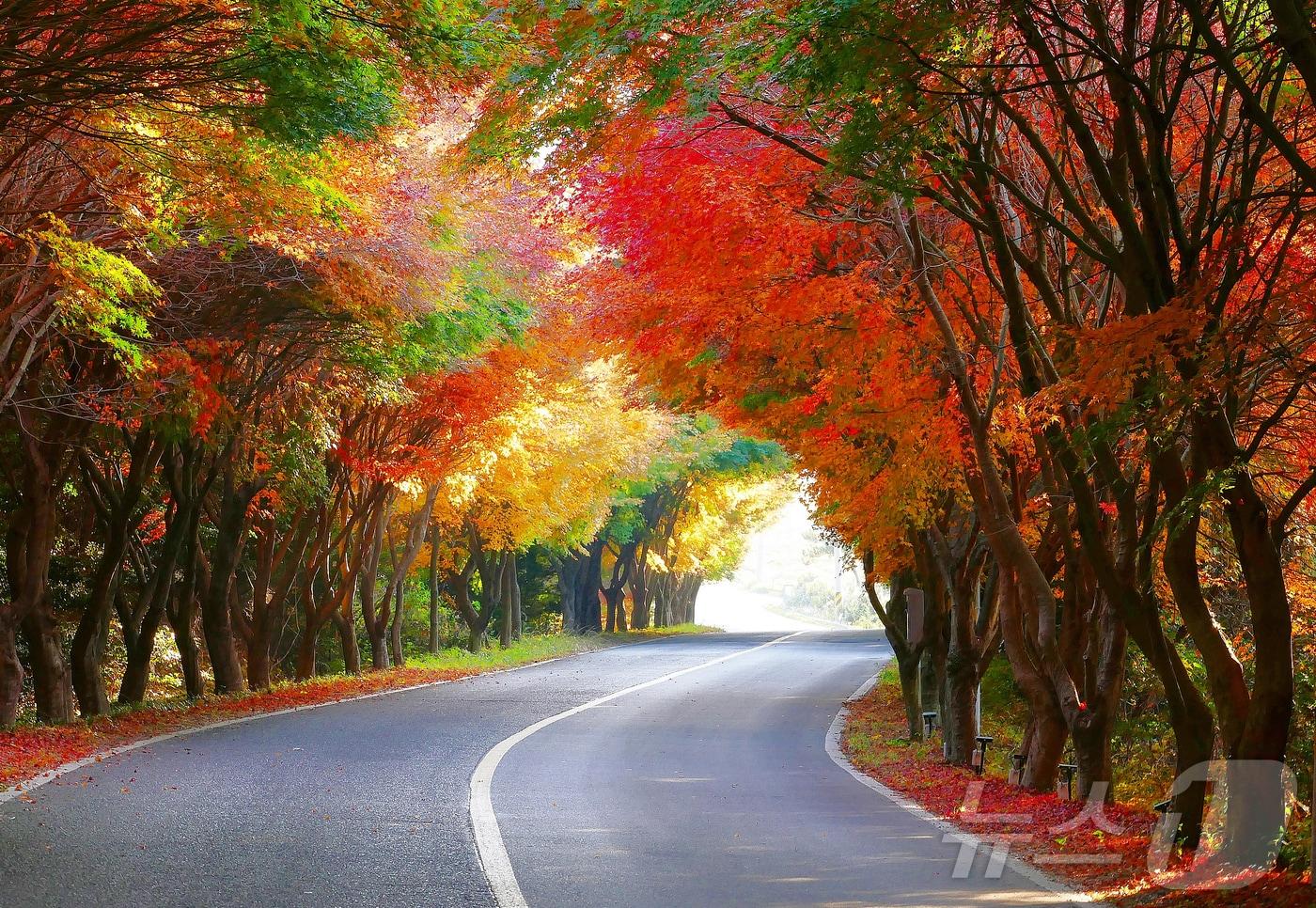 완도 청산도 단풍길 전경(완도군 제공. 재판매 및 DB금지) /뉴스1 