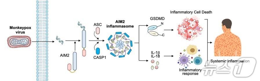 본문 이미지 - 엠폭스 바이러스 감염시 AIM2 단백질 센서가 염증 반응을 촉발하는 과정.&#40;UNIST 제공. 재판매 및 DB금지&#41;/뉴스1