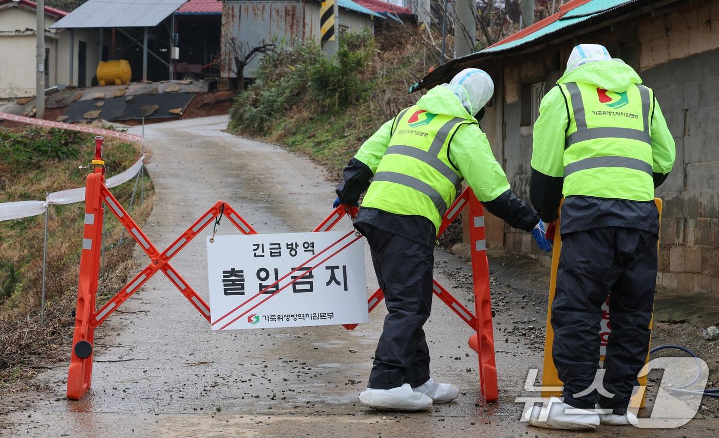 본문 이미지 - 25일 충남 당진 송산면 무수리 한 돼지농장에서 '치사율 100%'(급성형)에 달하는 아프리카돼지열병(ASF)이 발생한 가운데 방역 관계자가 농장 입구에서 출입을 통제하고 있다.  2025.11.25 ⓒ 뉴스1 김기태 기자