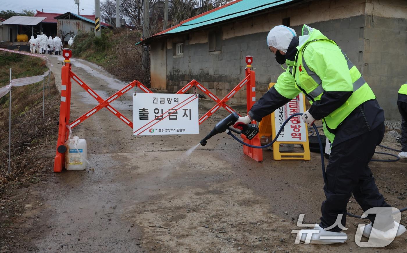본문 이미지 - 25일 충남 당진 송산면 무수리 한 돼지농장에서 '치사율 100%'(급성형)에 달하는 아프리카돼지열병(ASF)이 발생한 가운데 방역 관계자가 농장 입구를 소독하고 있다. (사진은 기사 내용과 무관함) 2025.11.25/뉴스1 ⓒ News1 김기태 기자