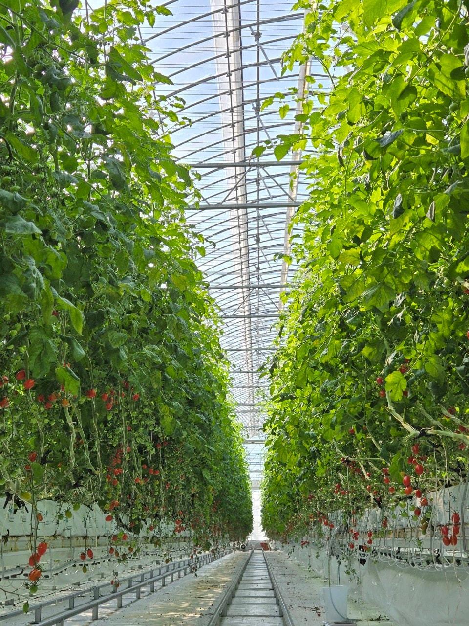 본문 이미지 - 순환식 수경재배 현장.(농촌진흥청 제공) 2025.11.25 /뉴스1