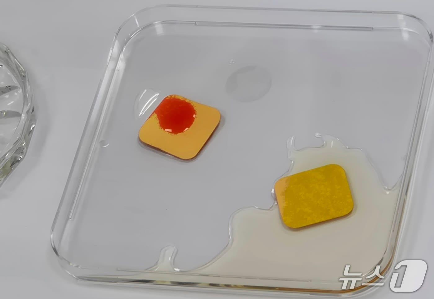 권오석 성균관대 나노공학과 부교수가 개발한 'GHB 검출 휴대용 키트'. (왼쪽) GHB(물뽕)가 들어간 위스키에 키트가 반응하며 색이 붉게 변하고 있다. 2025.11.25/뉴스1