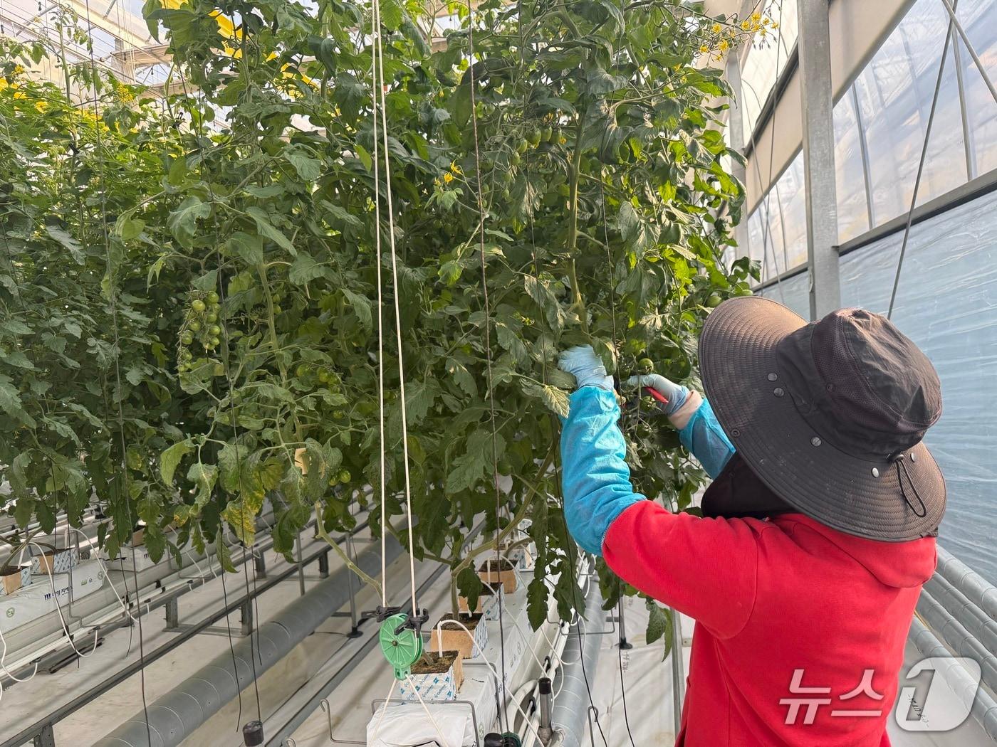 본문 이미지 - 전북 진안군이 청년 농업인을 대상으로 스마트팜 테스트베드 교육장에서 현장 교육 프로그램을 운영한다.&#40;진안군제공, 재판매 및 DB금지&#41;2025.11.26/뉴스1