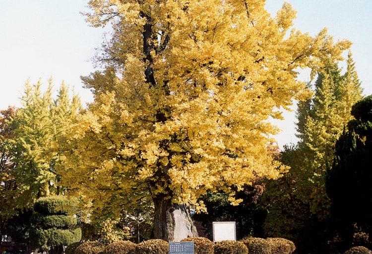 본문 이미지 - 압각수 전경&#40;사진=국가유산청 국가유산포털&#41;