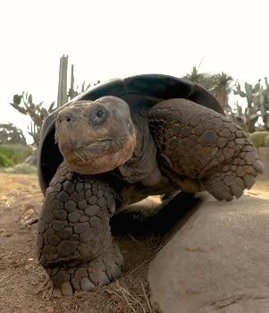 본문 이미지 - 샌디에이고 동물원 페이스북 캡처. 2025.11.26