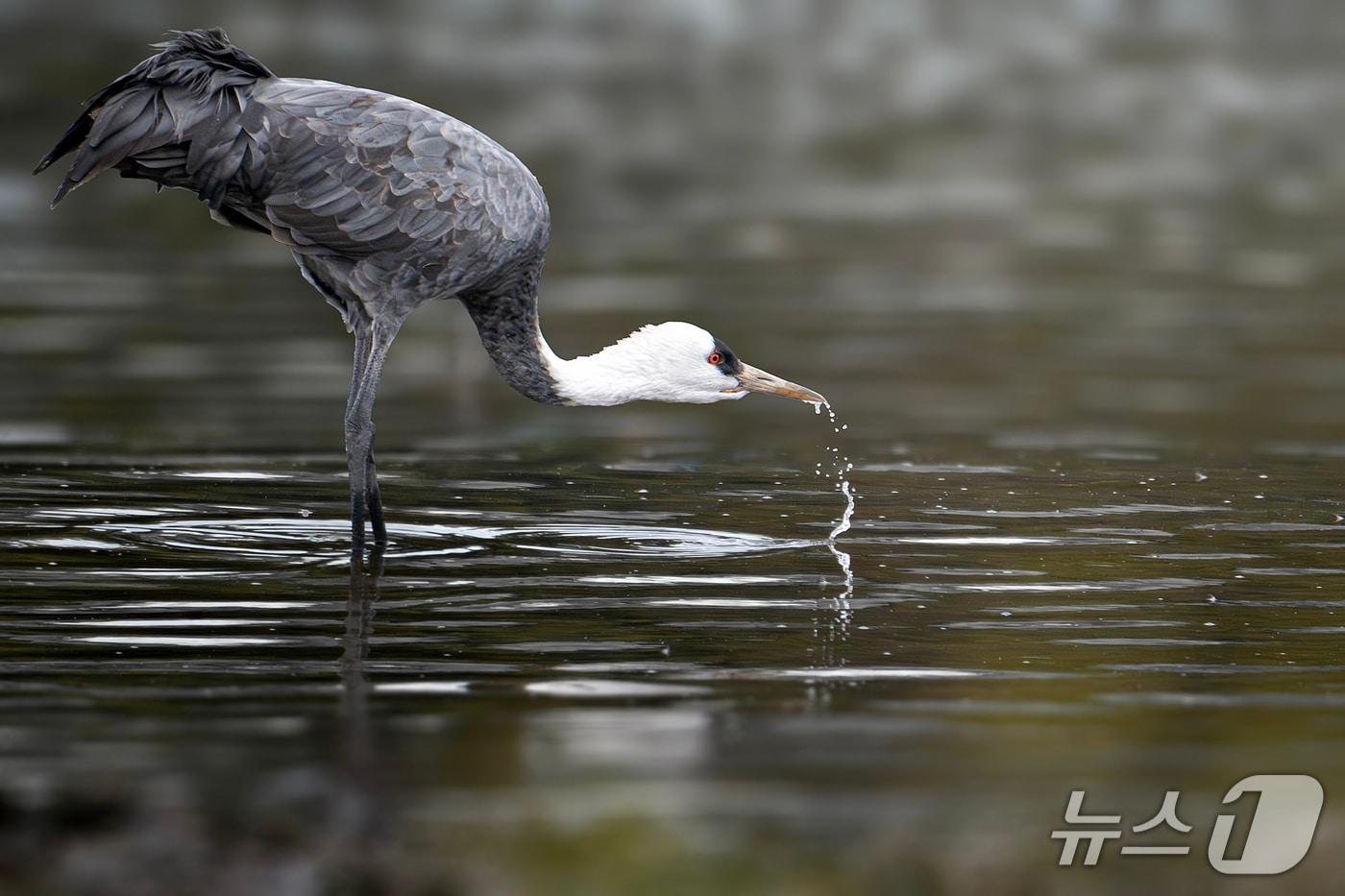 지난 17일 울산 울주군 회야강 일대에서 휴식을 취하고 있는 흑두루미. &#40;조현표 새통신원 촬영, 울산시 제공. 재판매 및 DB 금지&#41; /뉴스1 