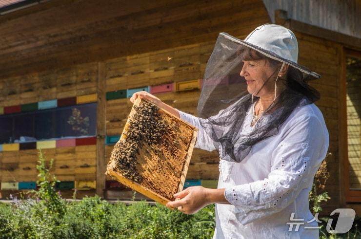 본문 이미지 - 슬로베니아의 양봉 산업 현장. &#40;주한 슬로베니아 대사관 제공&#41;