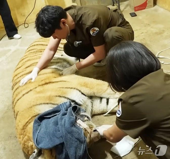 본문 이미지 - 광주 우치동물원 호랑이 구조 모습.&#40;광주시 제공. 재판매 및 DB 금지&#41; 