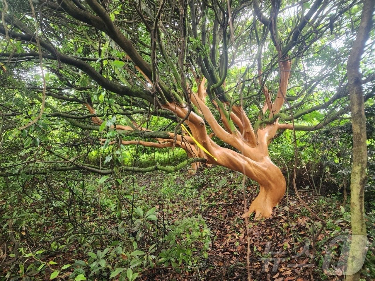 본문 이미지 - 지난 5~6월 제주 서귀포시 표선면 성읍리 등에서 후박나무 400여 그루의 껍질이 무단으로 절취됐다.(제주도자치경찰단 제공. 재판매 및 DB 금지) ⓒ News1 홍수영 기자
