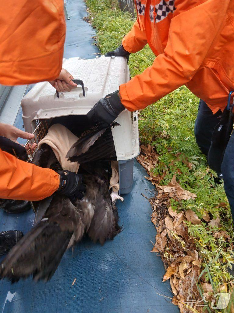 본문 이미지 - 27일 오전 11시 23분쯤 충북 영동군 영동읍 설계리 인근 도로에서 독수리 한 마리가 구조됐다.(영동소방서 제공. 재판매 및 DB금지) /뉴스1 