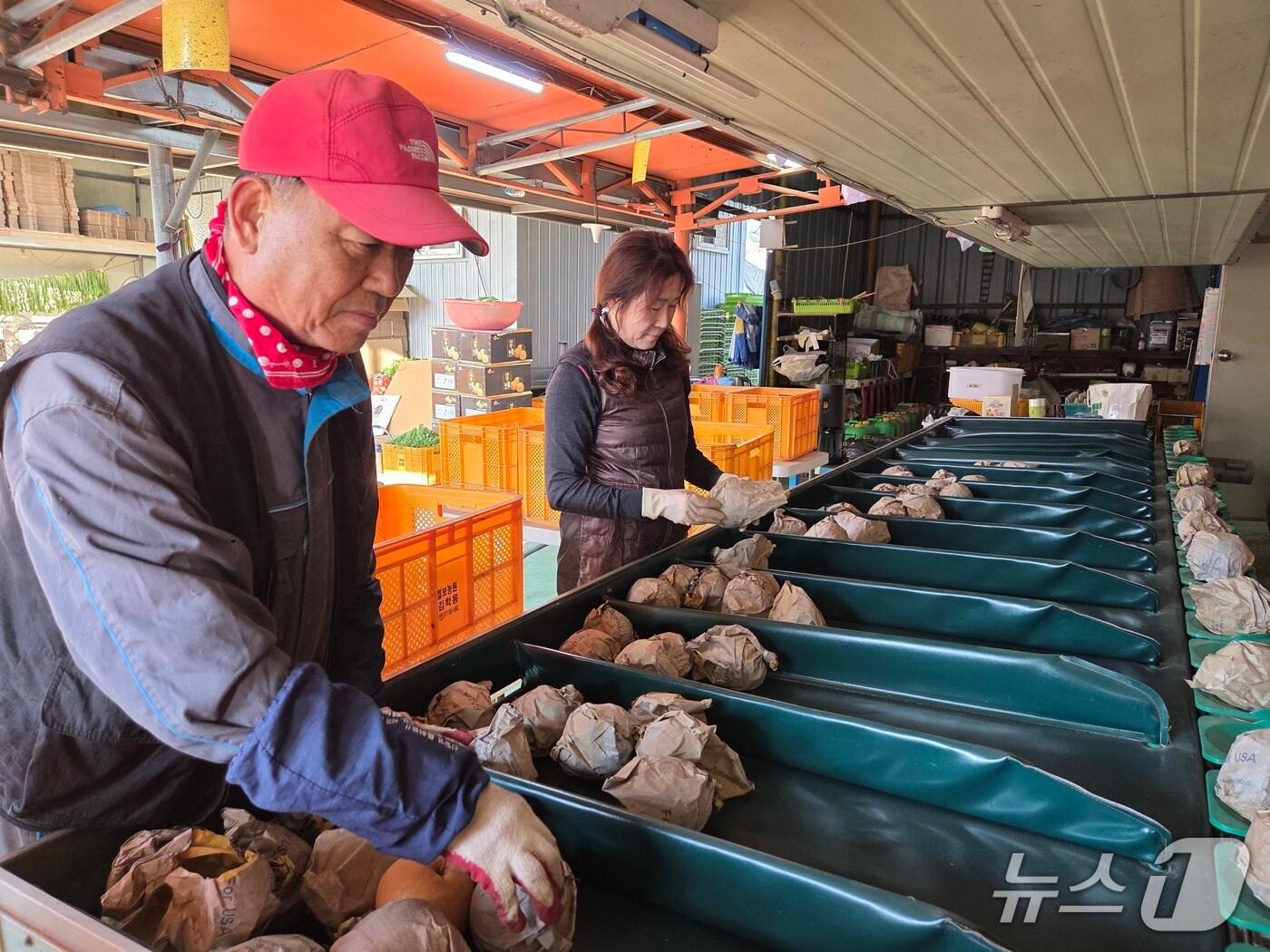 본문 이미지 - 김학용 세종시과수연합회장이 배를 선별하고 있다. (세종시 제공. 재판매 및 DB금지) /뉴스1 