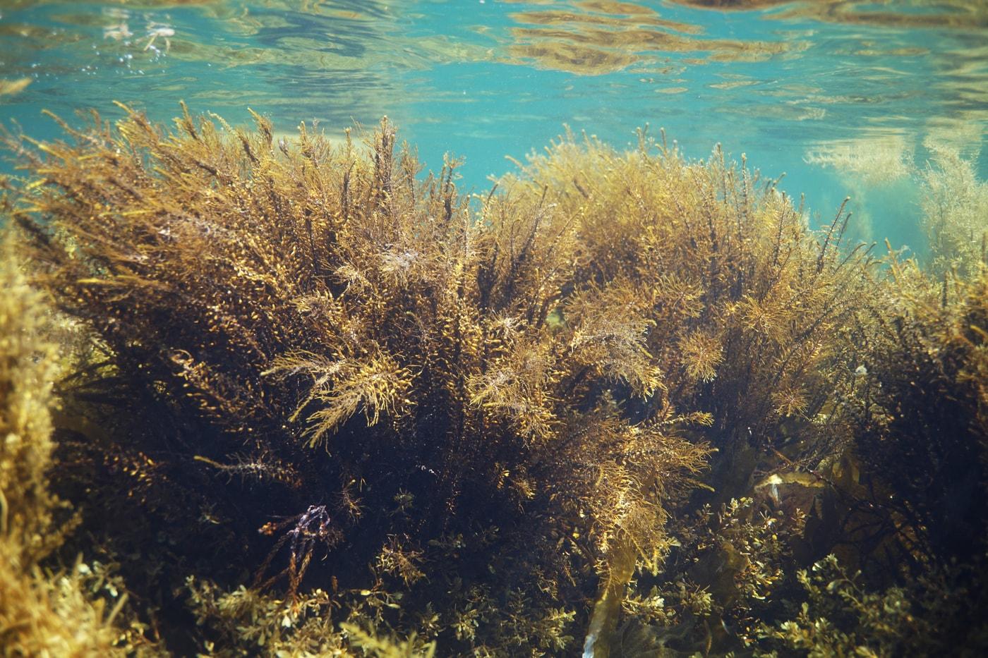 본문 이미지 - 삼나무말 생태 모습.(국립해양생물자원관 제공. 재판매 및 DB금지)/뉴스1
