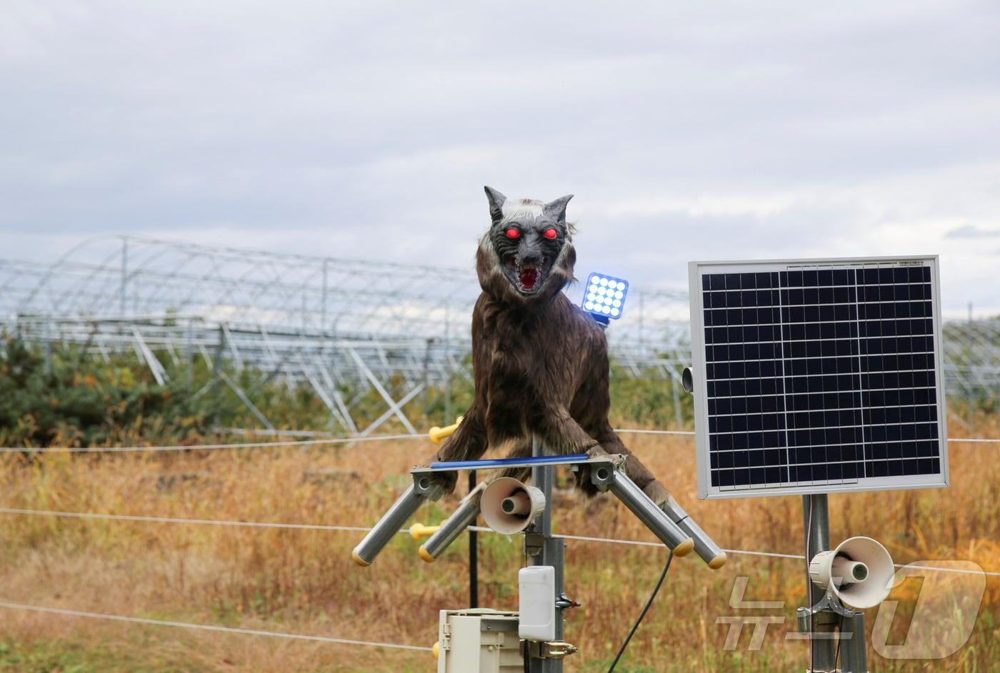 곰을 쫓아내기 위해 일본 홋카이도 다키카와시의 농가 주변에 설치된 몬스터 울프.. 2024.12.03/뉴스1 ⓒ 로이터=뉴스1 ⓒ News1 이창규 기자