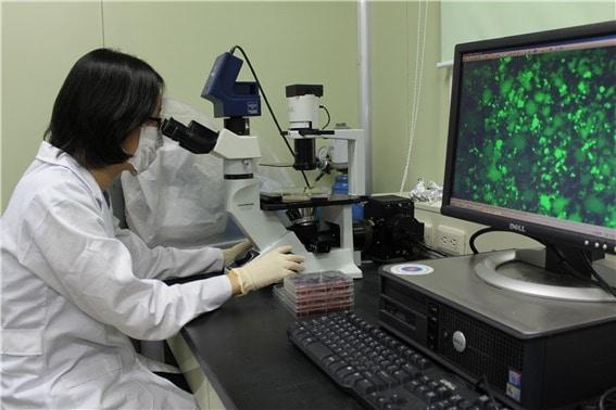 본문 이미지 - 강스템바이오텍 연구원이 후보물질을 살펴보고 있다.&#40;강스템바이오텍 제공&#41;/뉴스1