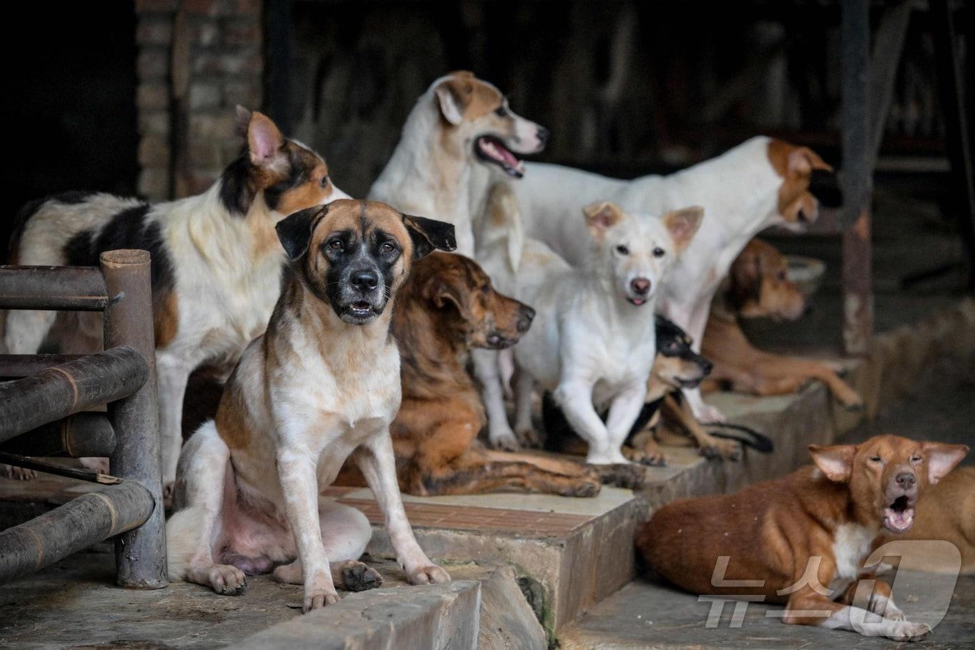 지난달 31일&#40;현지시간&#41; 구조된 개들이 자카르타의 한 유기견 보호소에 모여 있다. 일부는 개고기 요리를 판매하는 식당에서 구조됐다. 2025.10.31. ⓒ AFP=뉴스1 ⓒ News1 이정환 기자