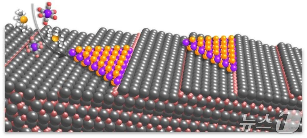 본문 이미지 - 계단 구조 표면의 사파이어 기판 위에 2차원 반도체를 에피택시 성장하는 과정 모식도&#40;IBS 제공&#41; /뉴스1