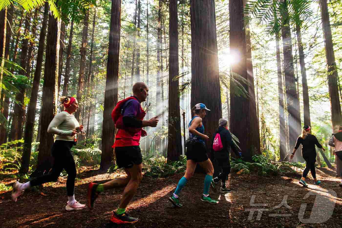 울창한 레드우드 숲을 달리는 모습&#40;Run The Forest, Rotorua 제공&#41; 