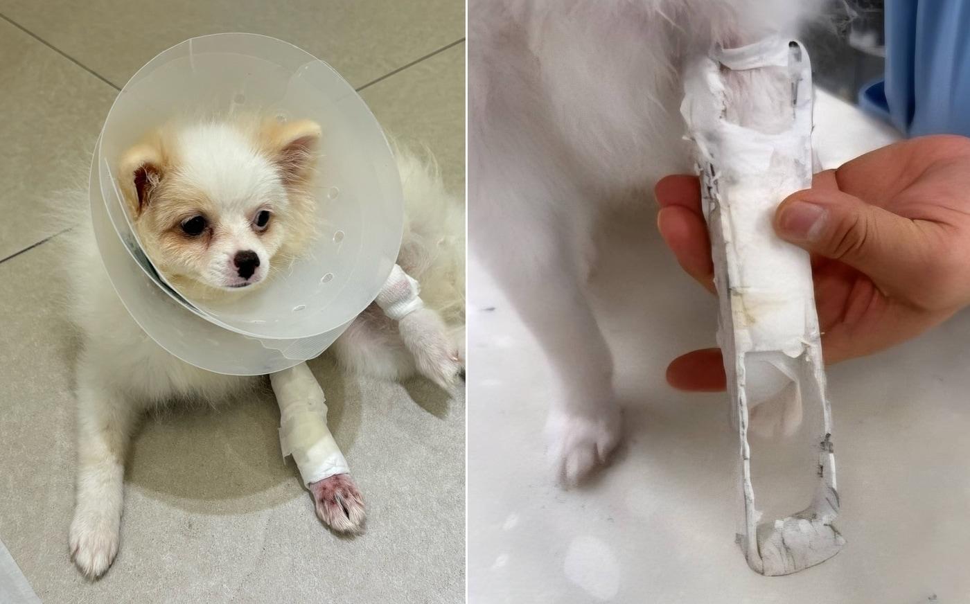 침대에서 떨어져 왼쪽 앞발이 골절된 포메라니안. 수술 후 부목으로 고정한 모습(동물병원 제공) ⓒ 뉴스1