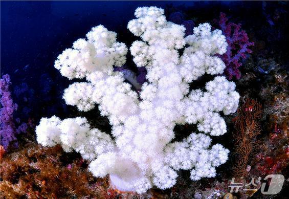 본문 이미지 - 흰수지맨드라미(해양수산부 제공)