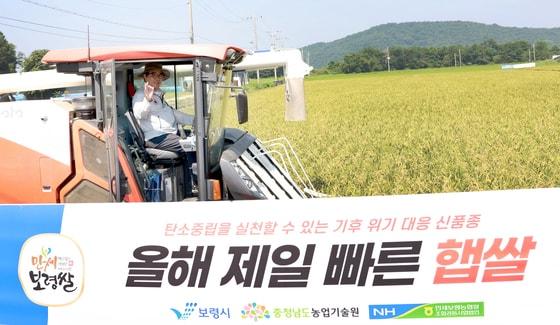 본문 이미지 - 지난 7월 보령 청소면 일원에서 진행된 &#40;보령시 제공. 재판매 및 DB금지&#41;/뉴스1빠르미 수확 모습.