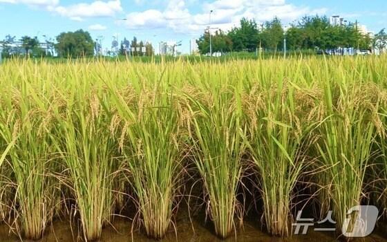 본문 이미지 -  충주 쌀 중원진미.&#40;자료사진&#41;/뉴스1